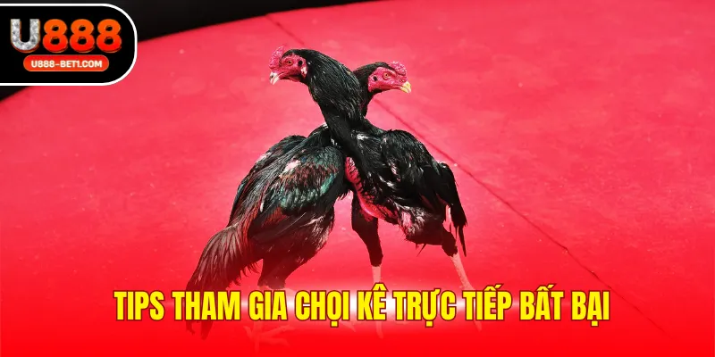 Tips tham gia chọi kê trực tiếp bất bại